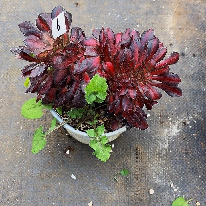 浅***好6多肉植物植物植物植物