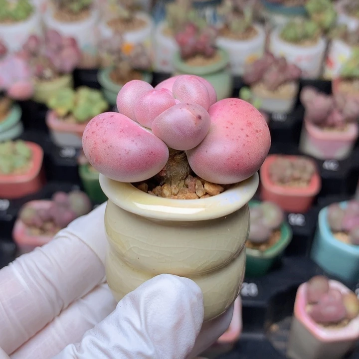 哆***梦补差价 吼吼吼吼吼