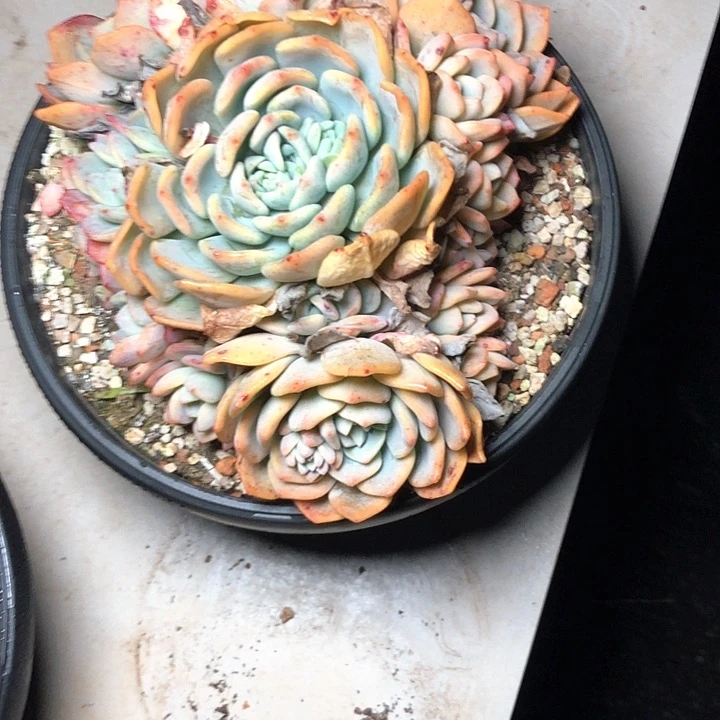 阳**丽117/////////////