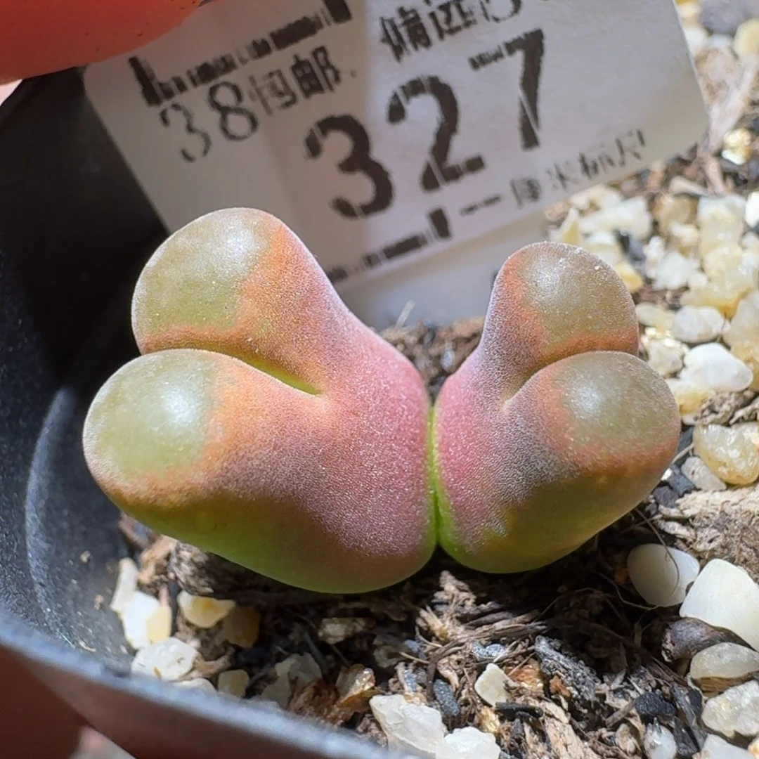 Sss精品便宜清了327