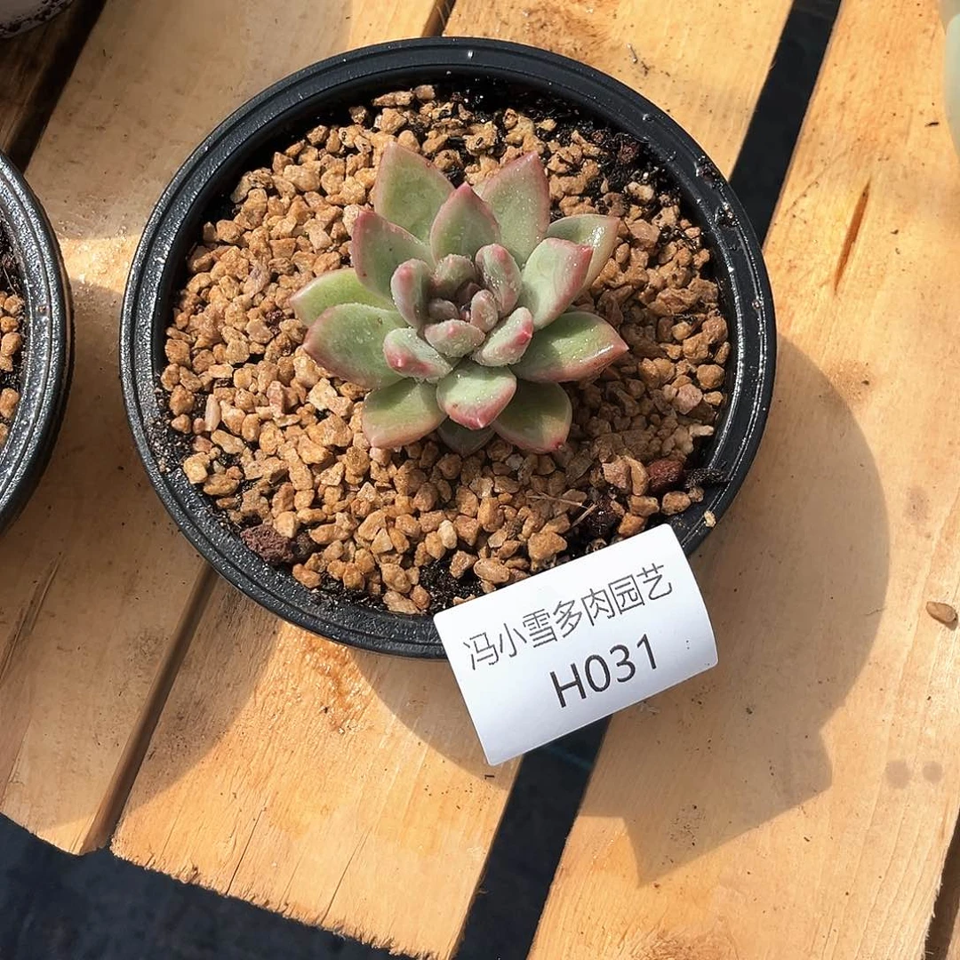 w**.迷雾泡泡31号一个人的