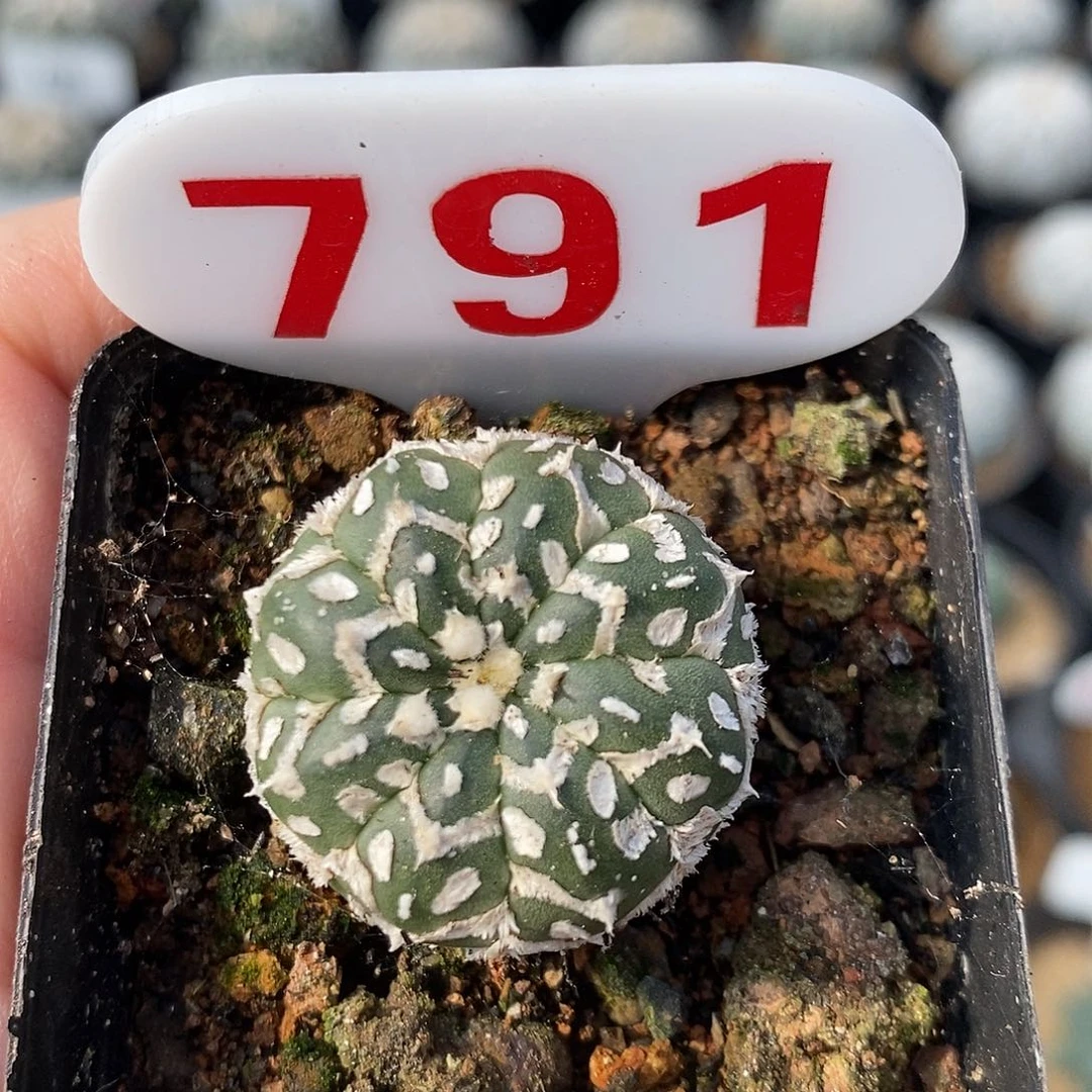 791v兜特价福利来袭