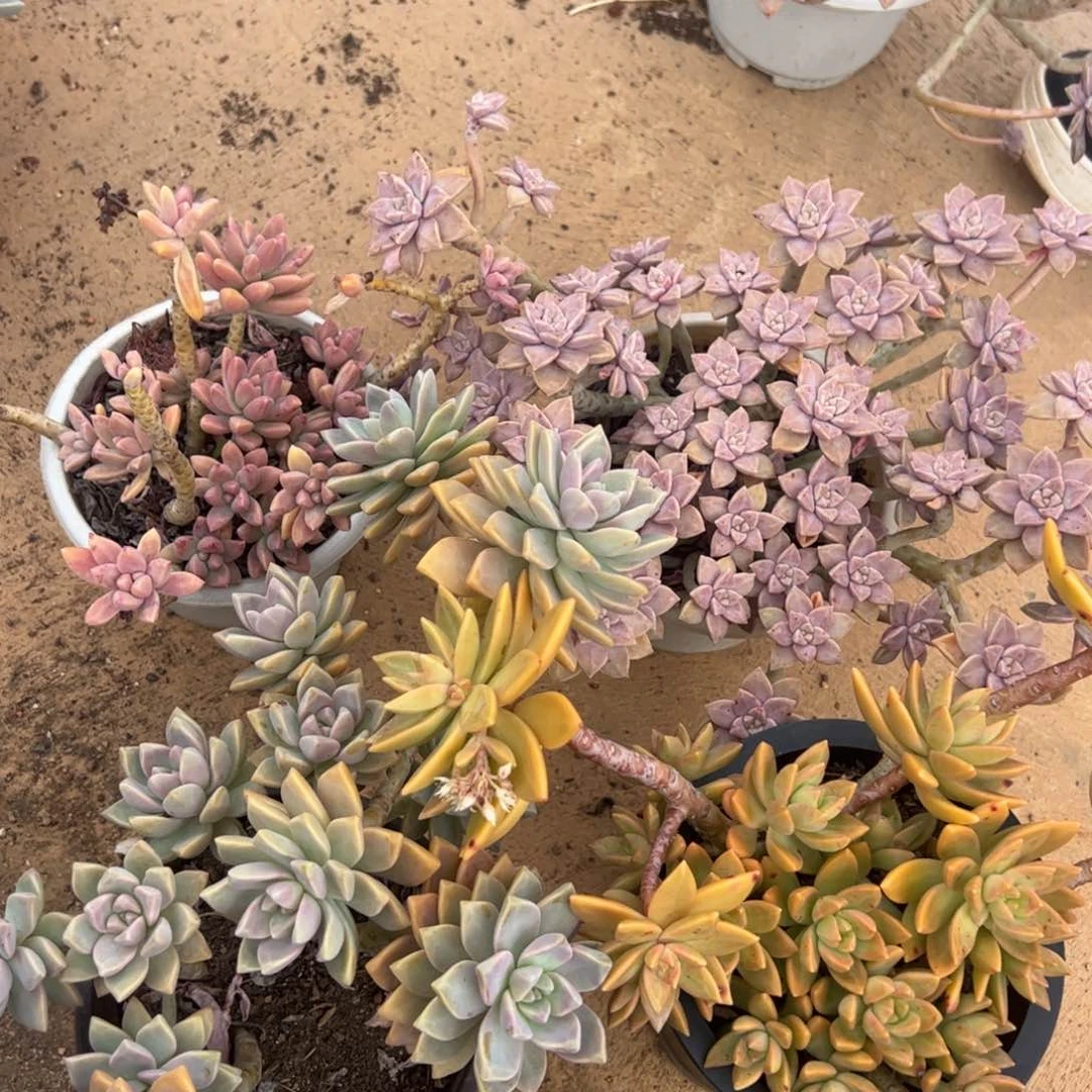 阿伦培，秋丽，淡雪，布丁各一