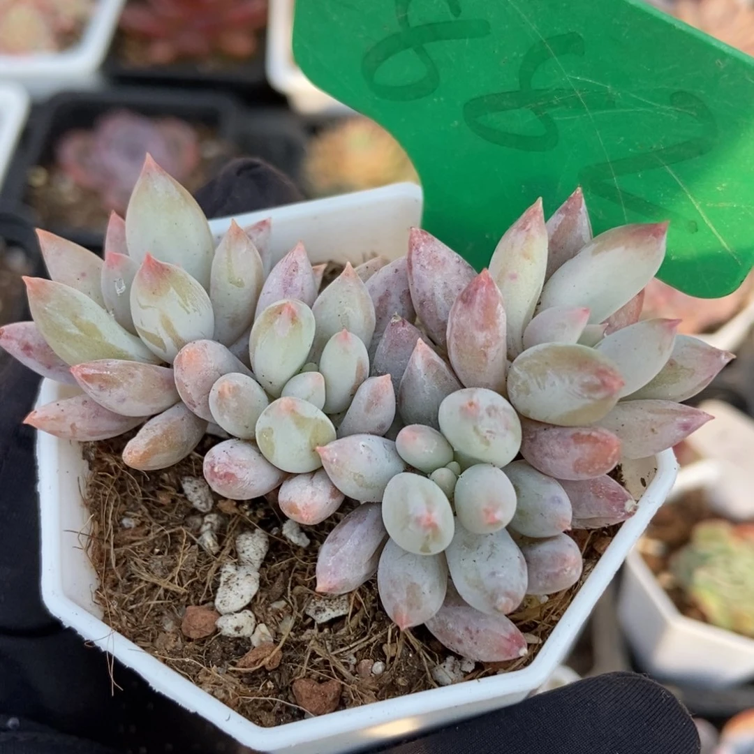 882所罗门多肉植物保护