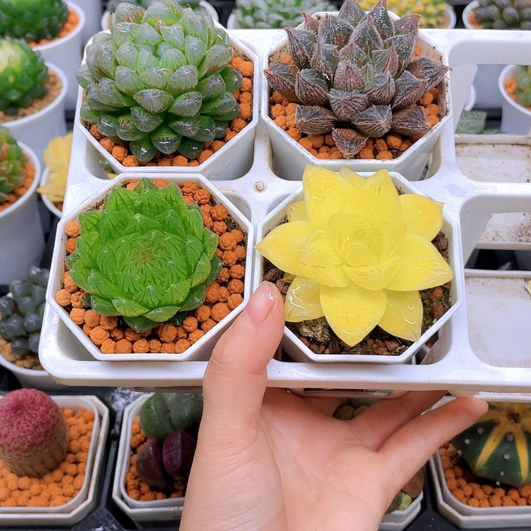 粉龙珠，紫狐狸，蝉翼，黄金，白盆