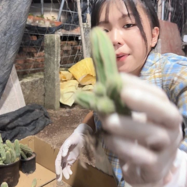 妮丽莎小号（掉头掉崽不售后）清货