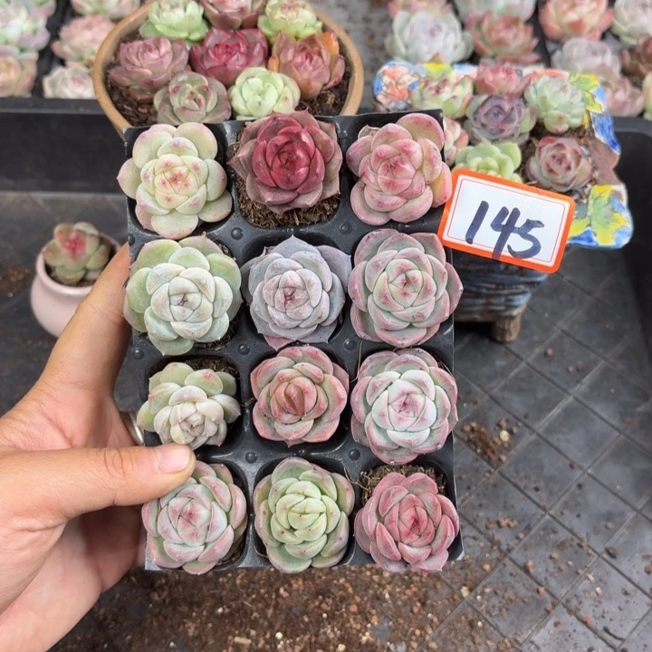 精品多肉直播一物一拍145