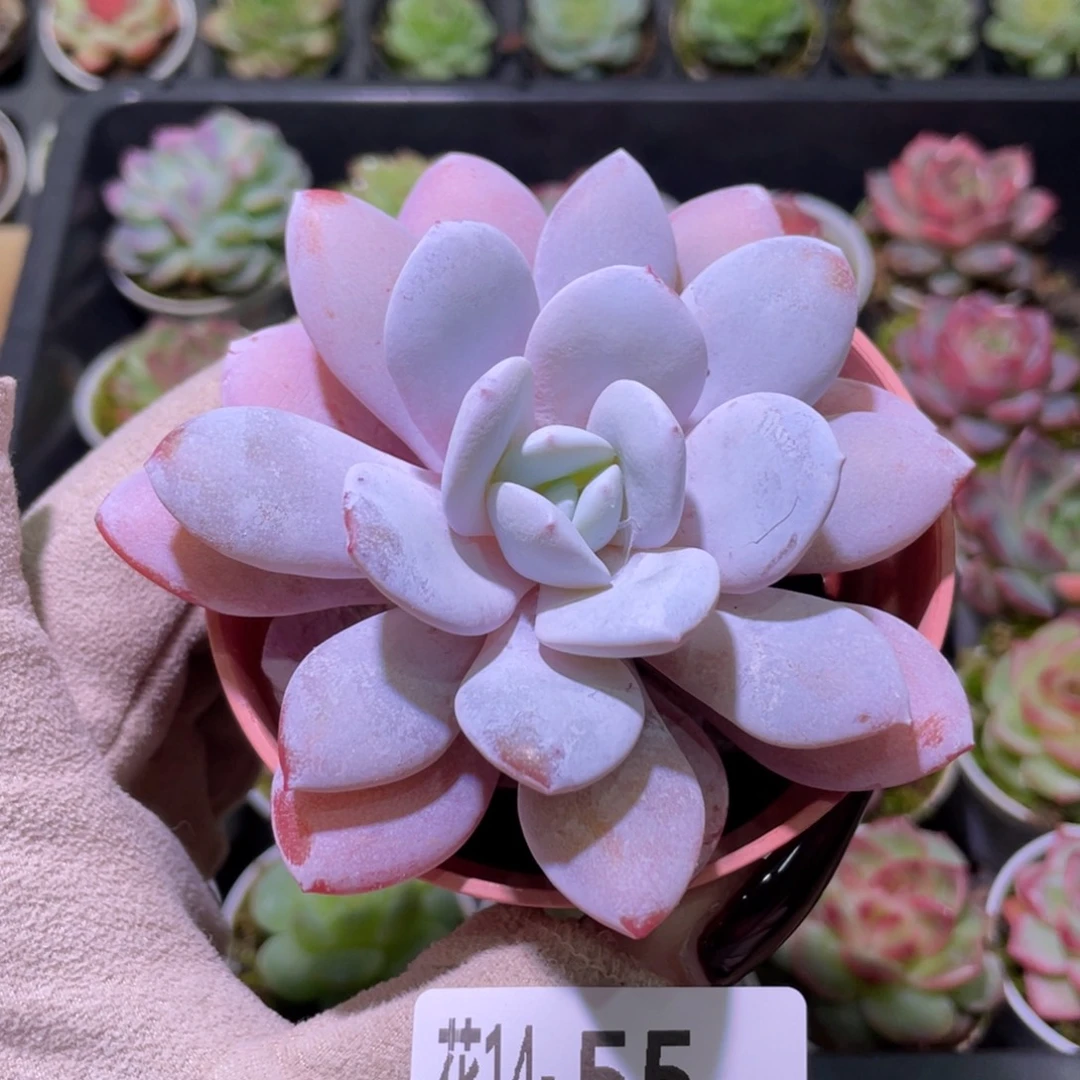 花利美14-55粉雪莲