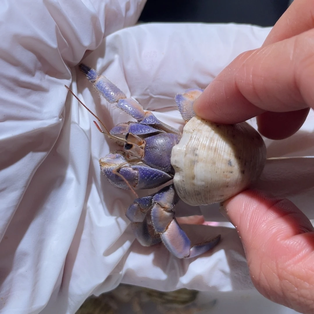 Q9 紫陆 紫桔色2.1口