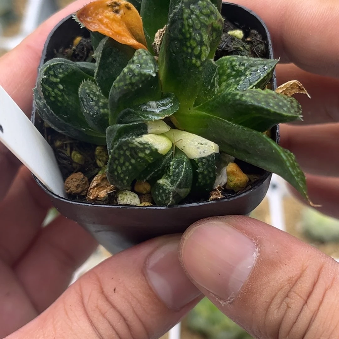 108紫禁城发发发发发发