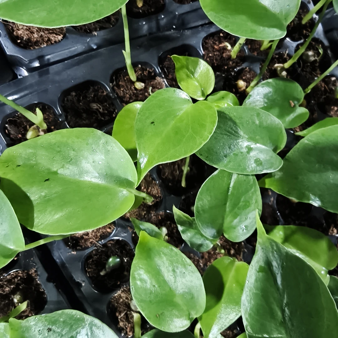 种子苗龟背竹绿植盆栽，种子苗锦化龟背竹小苗