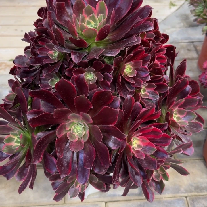 慎**院金丝雀捧花215肉肉