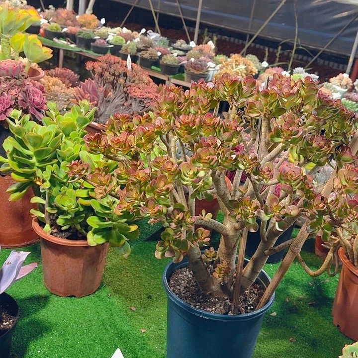 热天必拍冷链，感谢支持