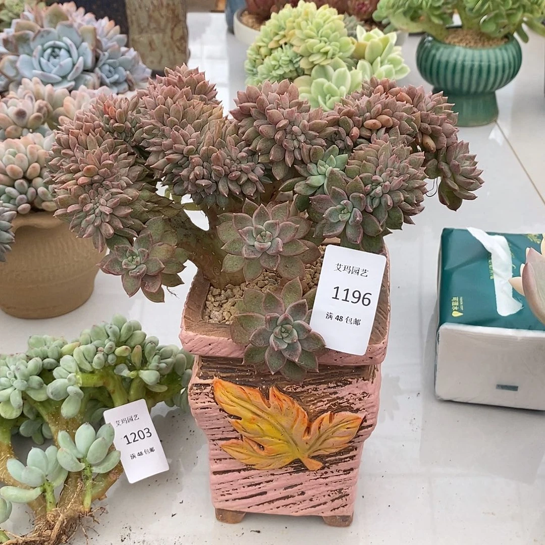 璀璨缀化多肉多肉1196