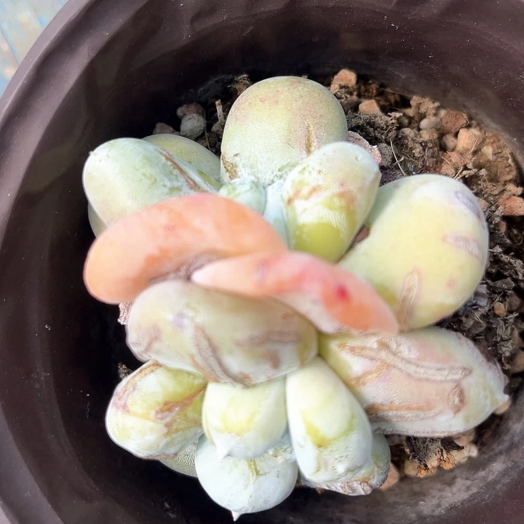 石化双头红拇指带盆