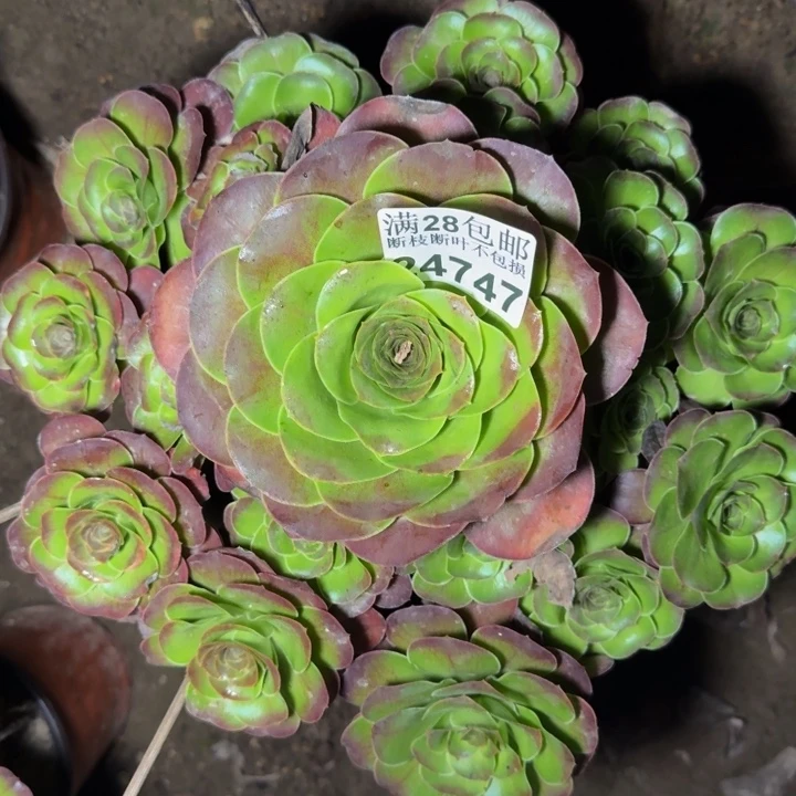 24747魅金玫瑰多肉植物
