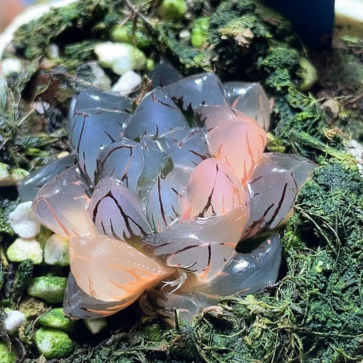663水中月锦特选福利