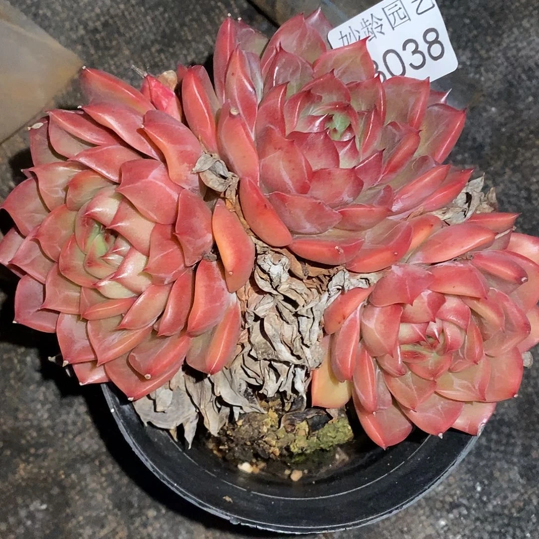 3038下播福利不售后～12厘米