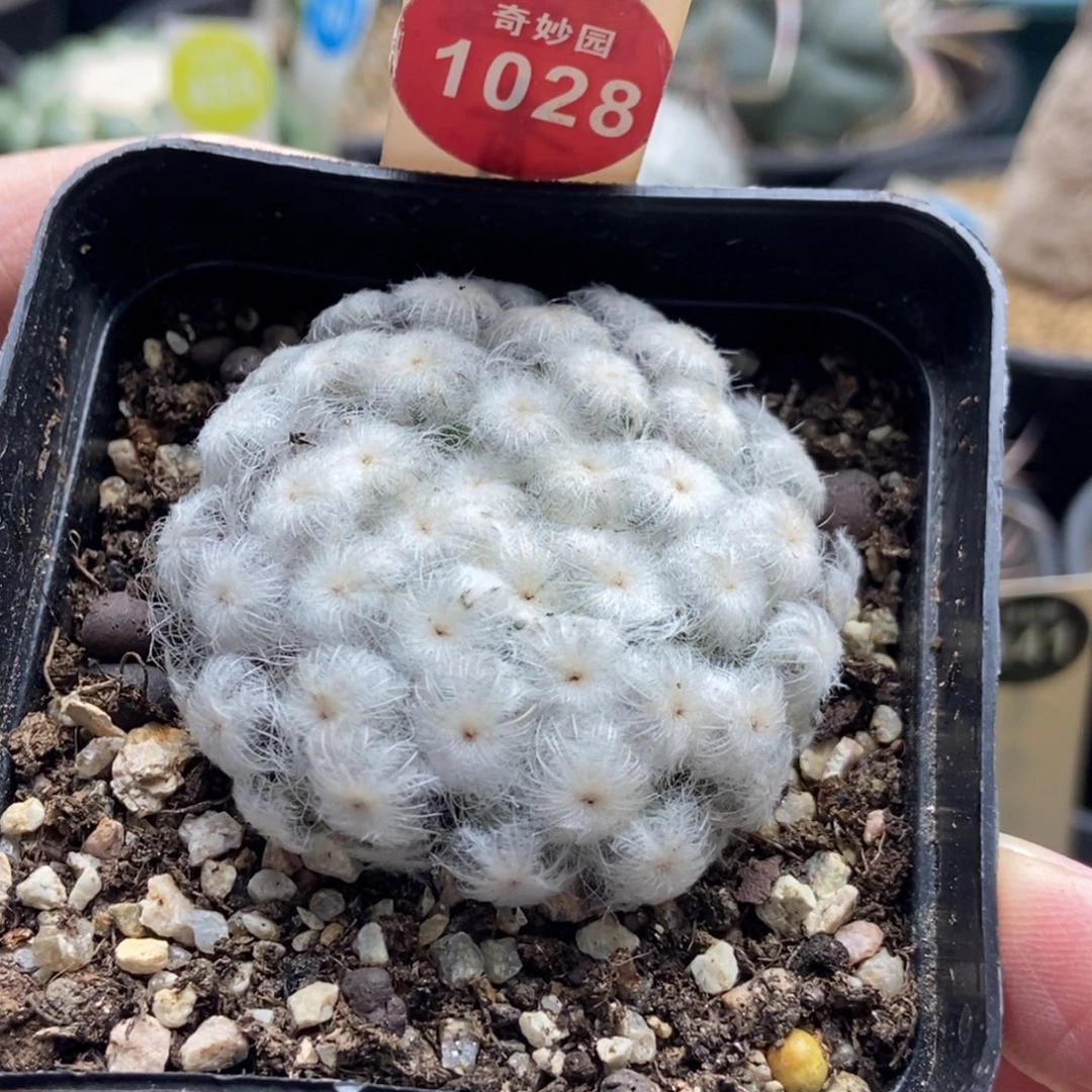 自根佛头白星4.6cm一棵仙人球