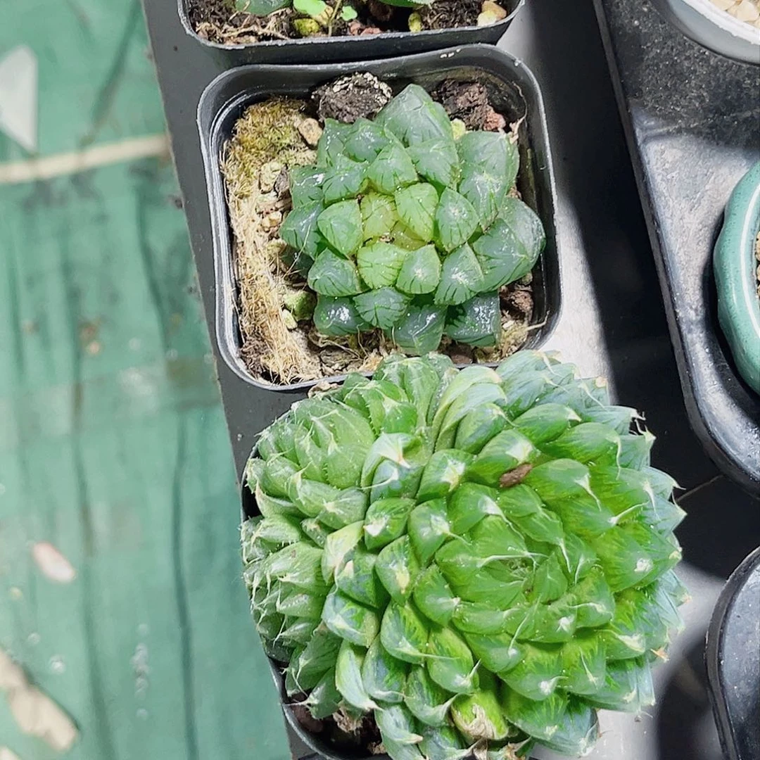 三颗玉露新手套餐