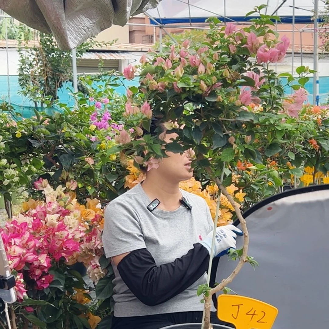 小***点大部分花苞少量开放J42魔法樱花