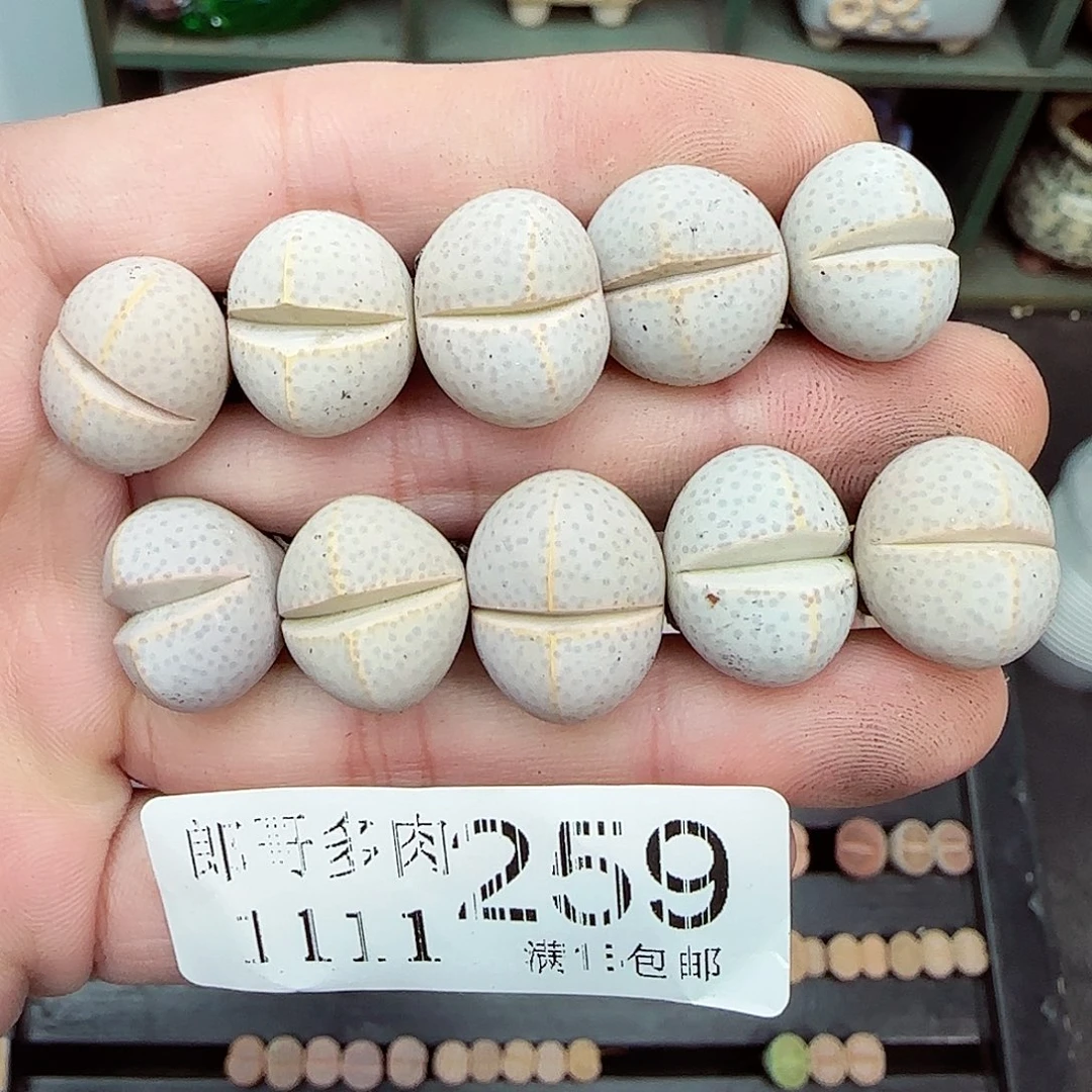 满满18包邮1111-259