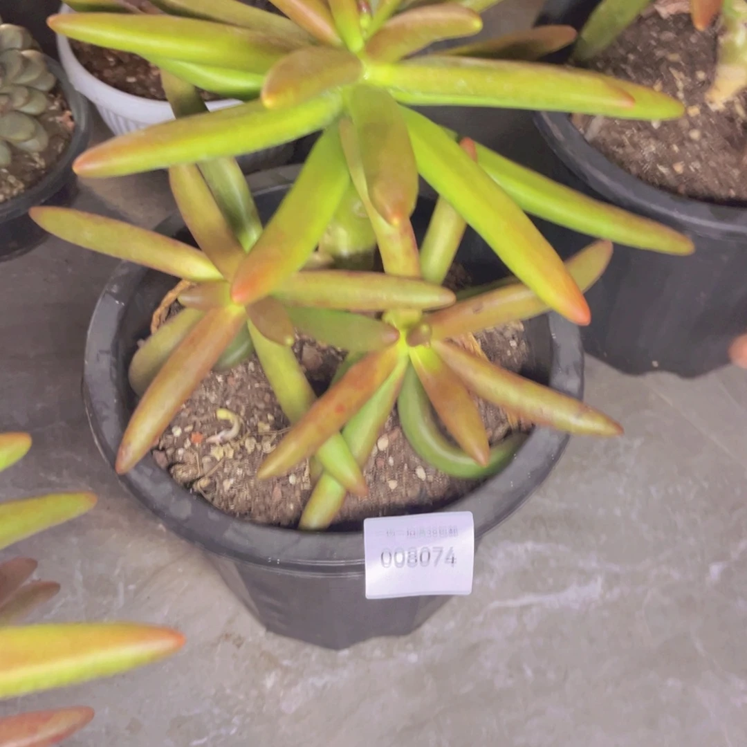 一****多肉一物一拍8074