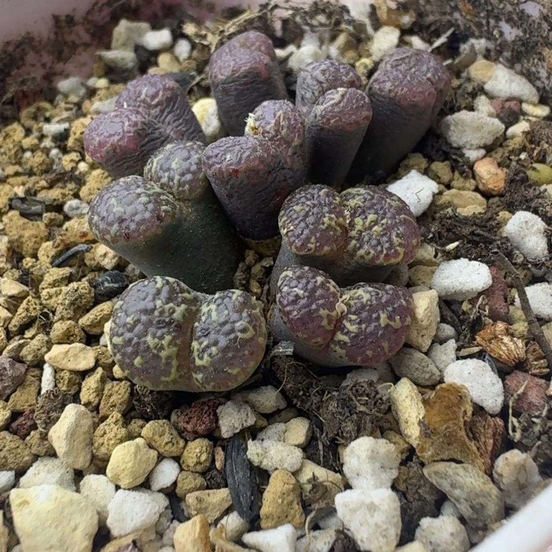 76号全窗泡泡勋章一物一拍