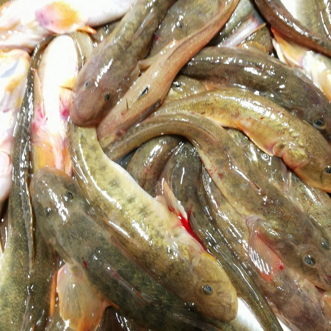 大连发货   野生胖头鱼（顺丰包邮)