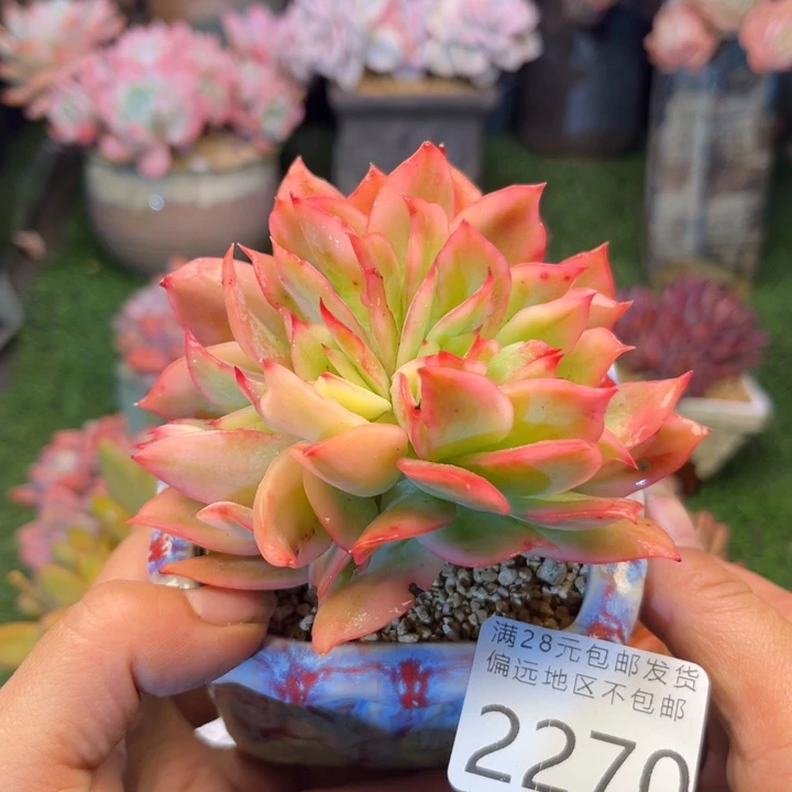 大2270，bxbxbcbcbbbbn