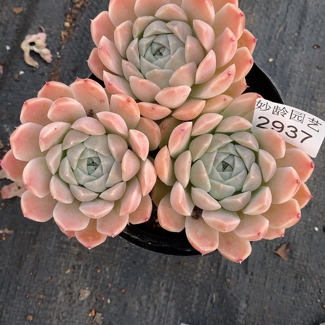 Y***。2937杂交老桩基地～12厘米