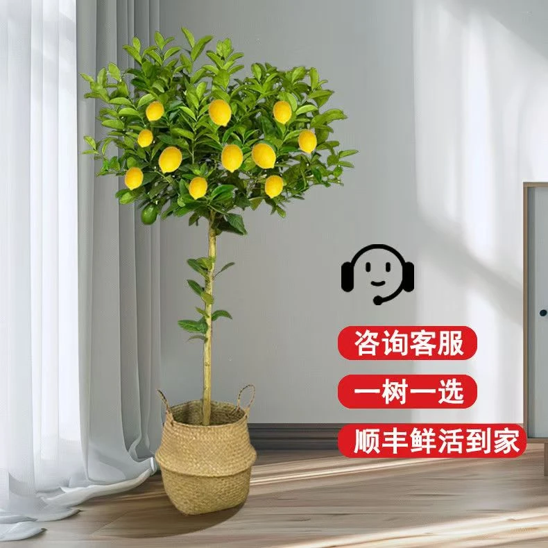 柠檬盆栽四季香水柠檬绿植盆栽