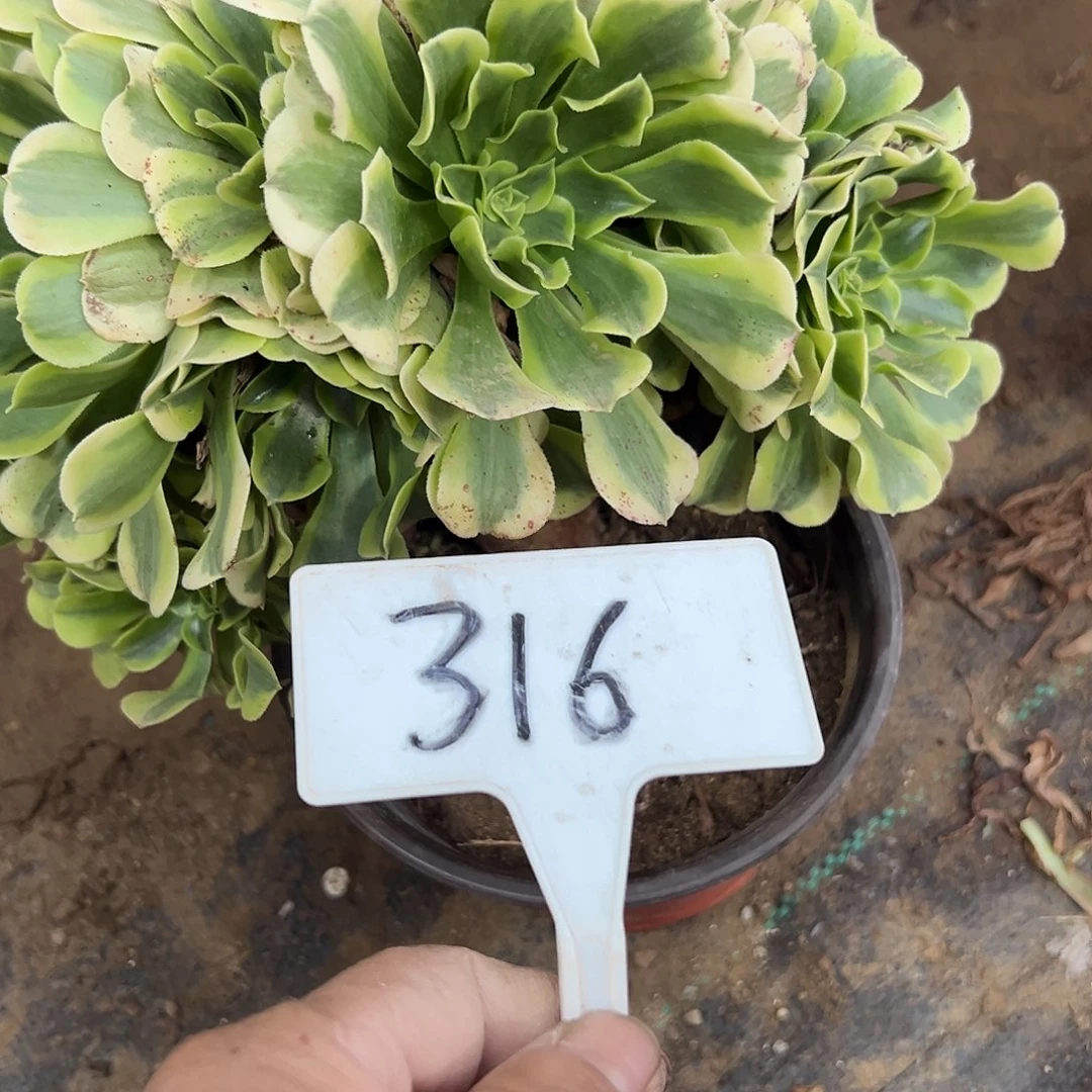 多肉植物绿豆沙缀花316