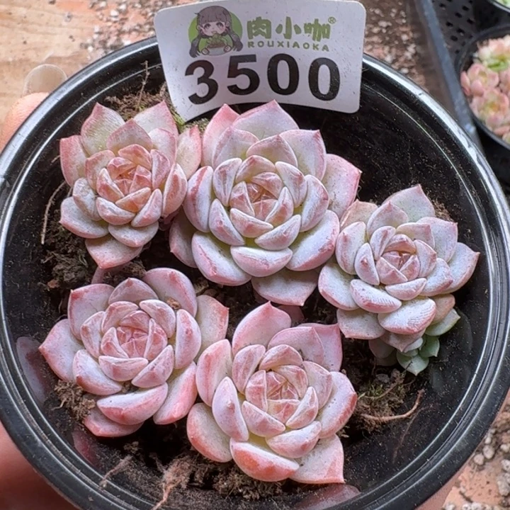 多肉植物多肉植物