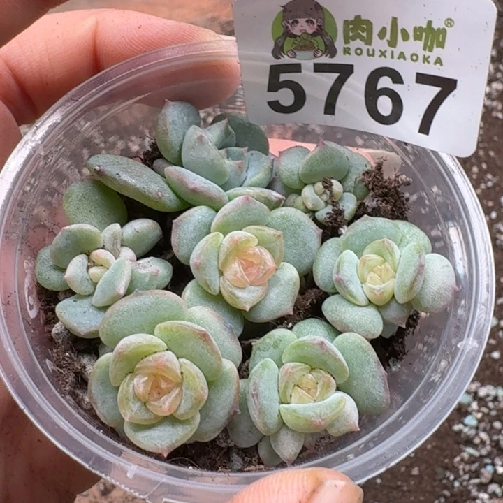 多肉植物多肉植物