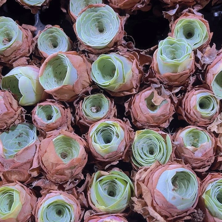 精品酒杯玫瑰多肉植物