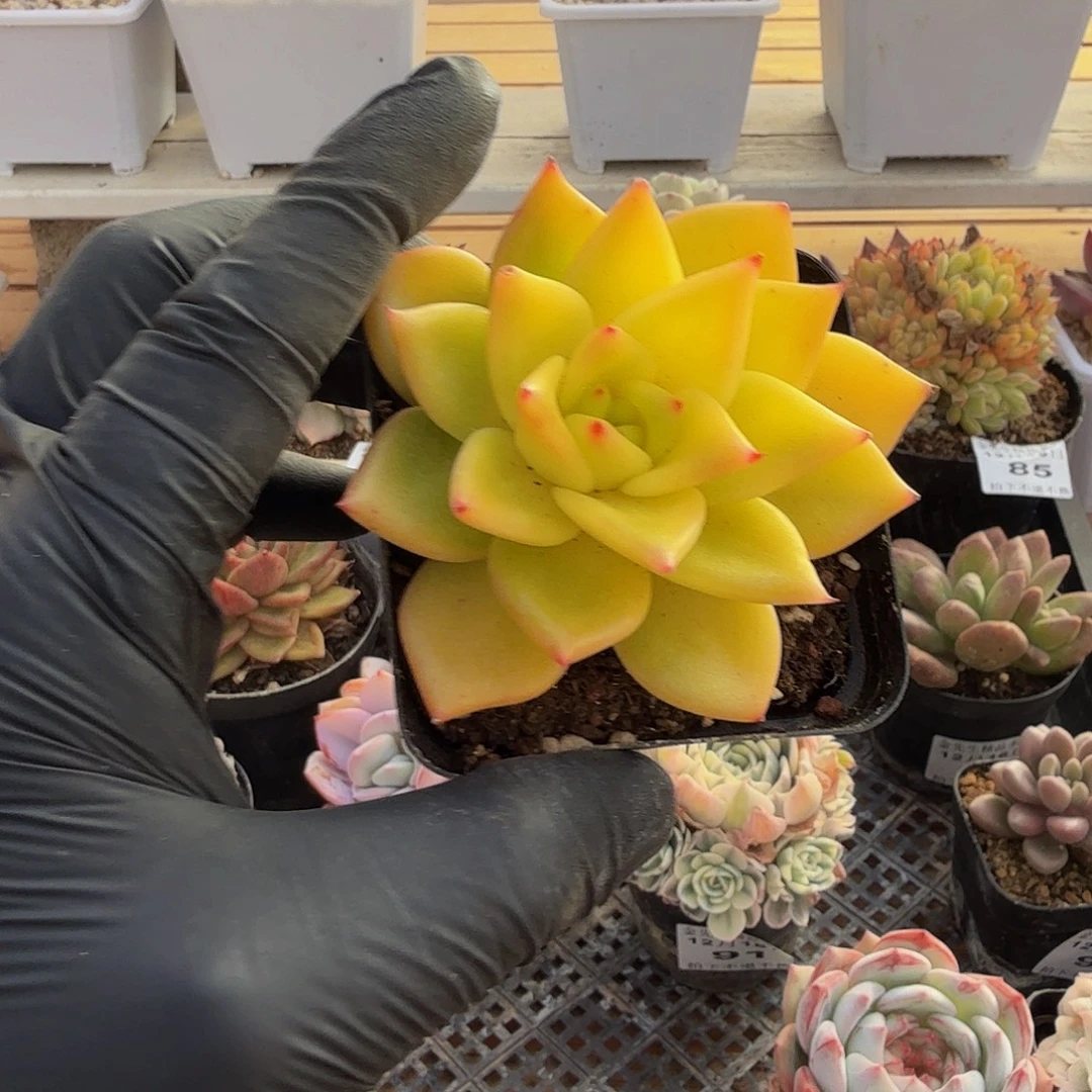 1216-94黄金粉单头