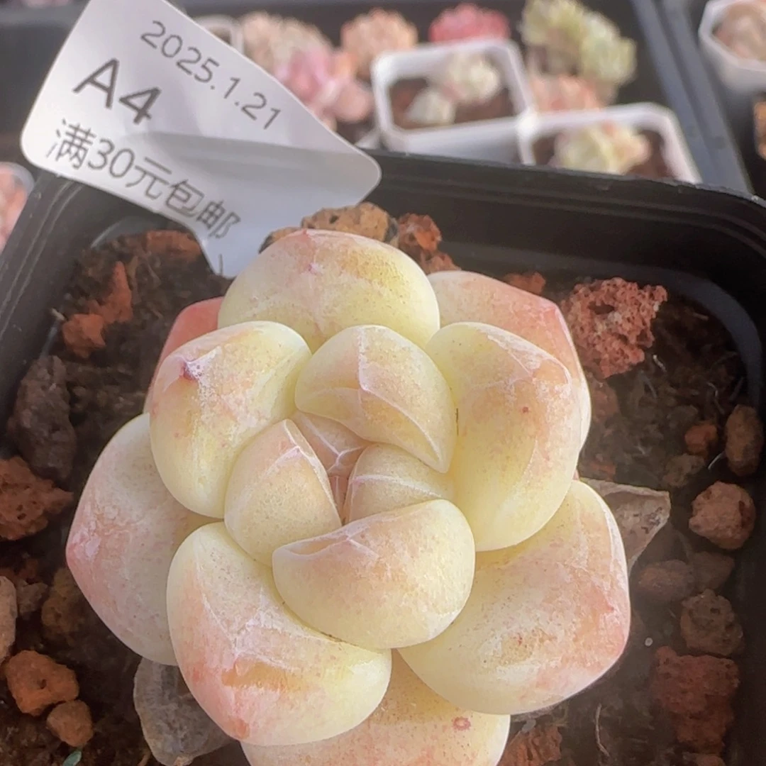 白体糖心冰玉一颗