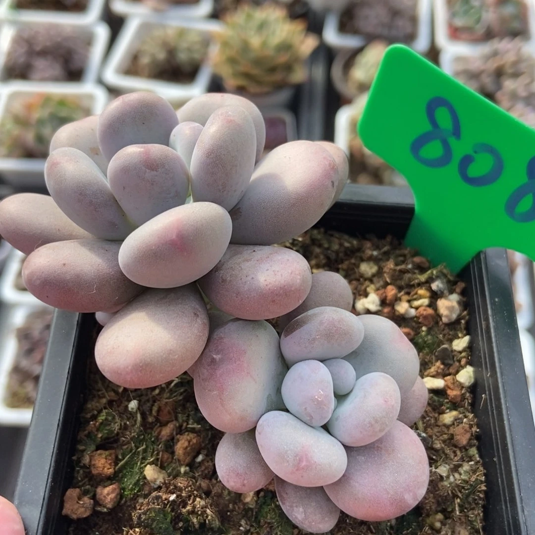 808鸡蛋美人多肉植物保护