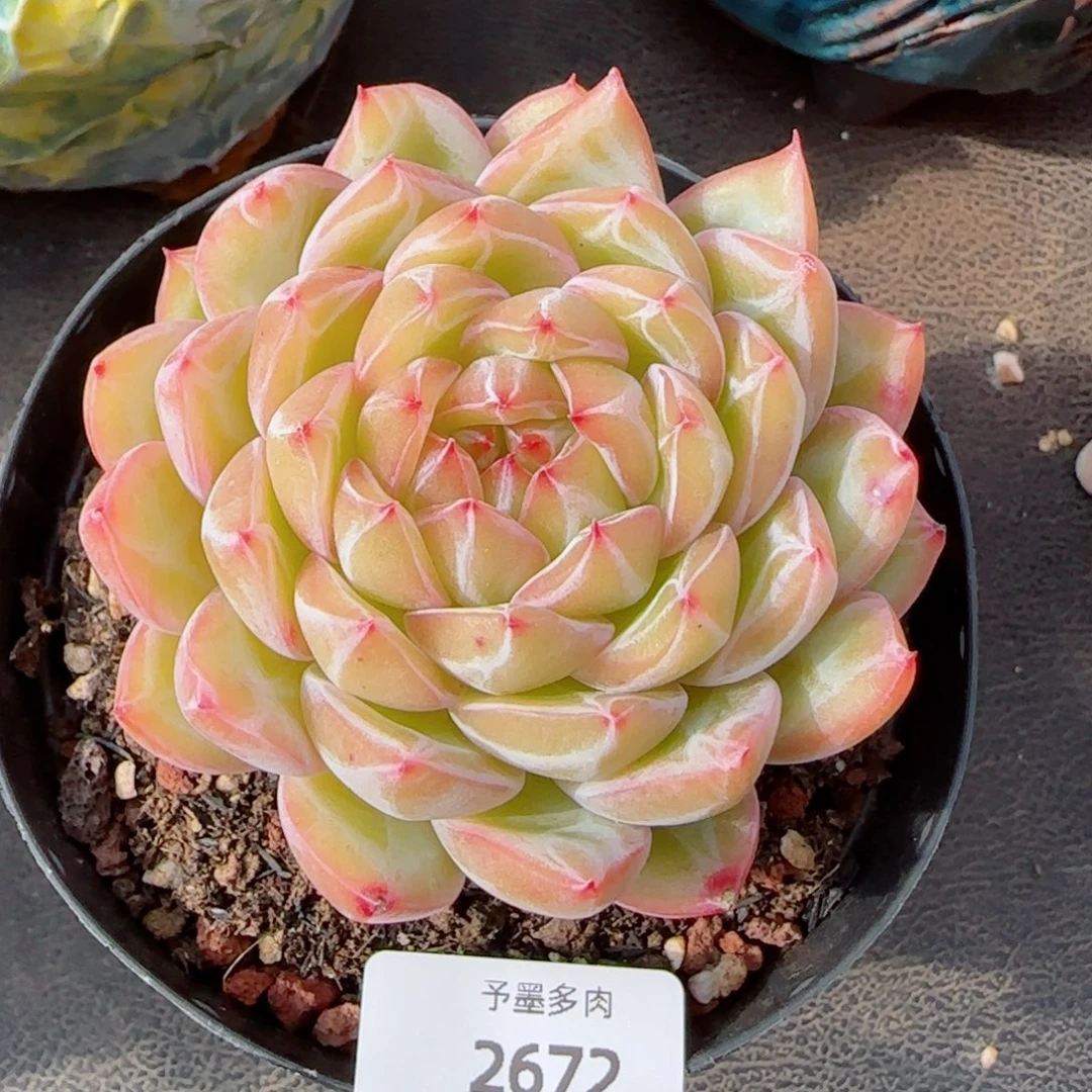 雪花珍妮，2672多肉植物