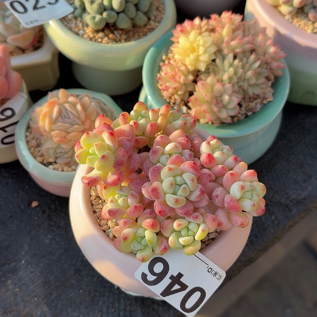 小***运罗琦多肉带盆发货049