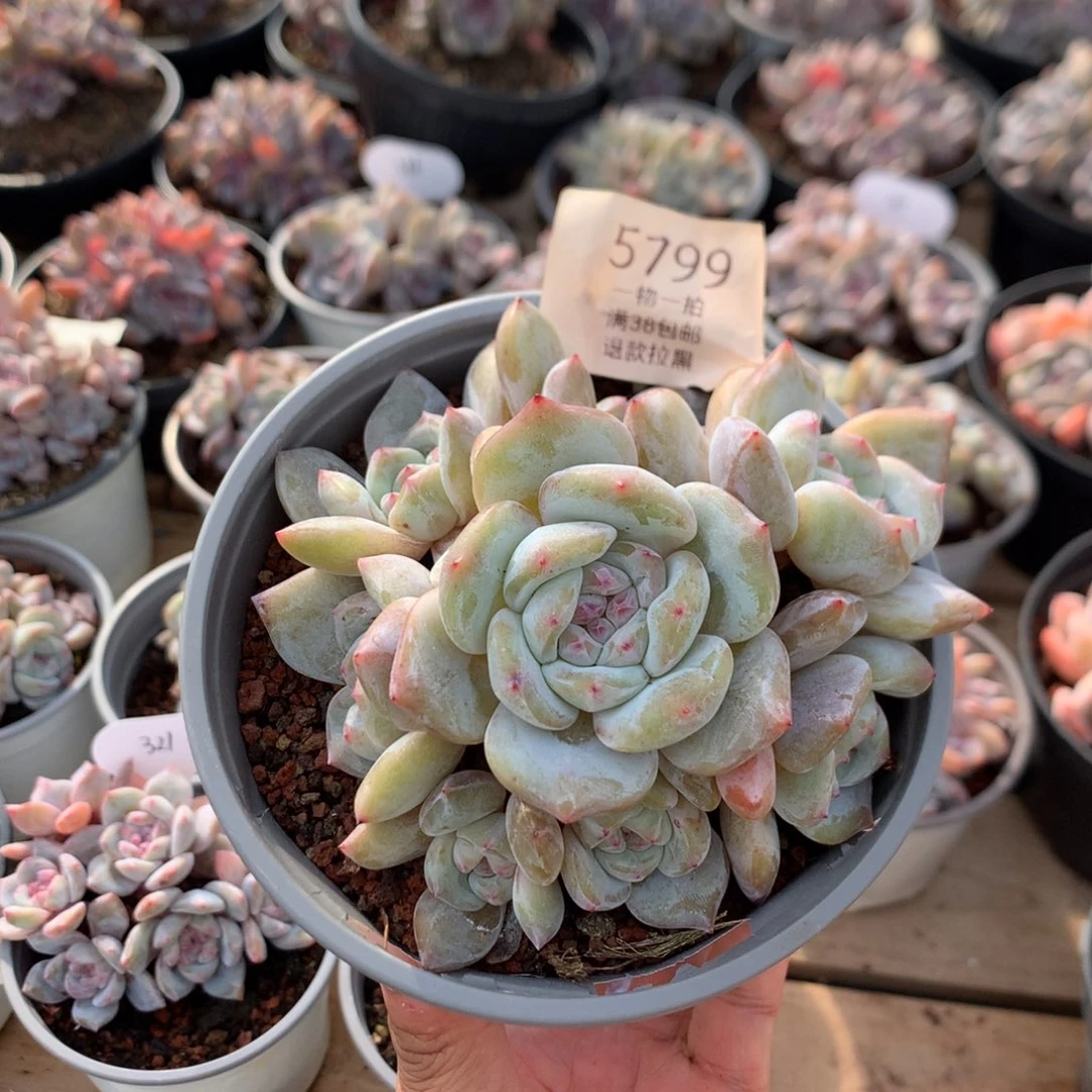 11.5厘米八头绿油脸石榴籽 捧花 5799