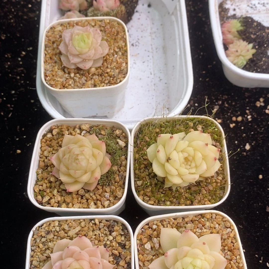 瞳*2-225多肉多肉多肉多肉多肉