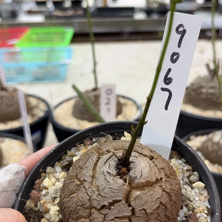 潮流植物龟甲龙9067