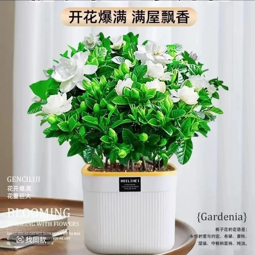 栀子花浓香型盆栽绿植花卉植物室内客厅阳台庭院四季好养
