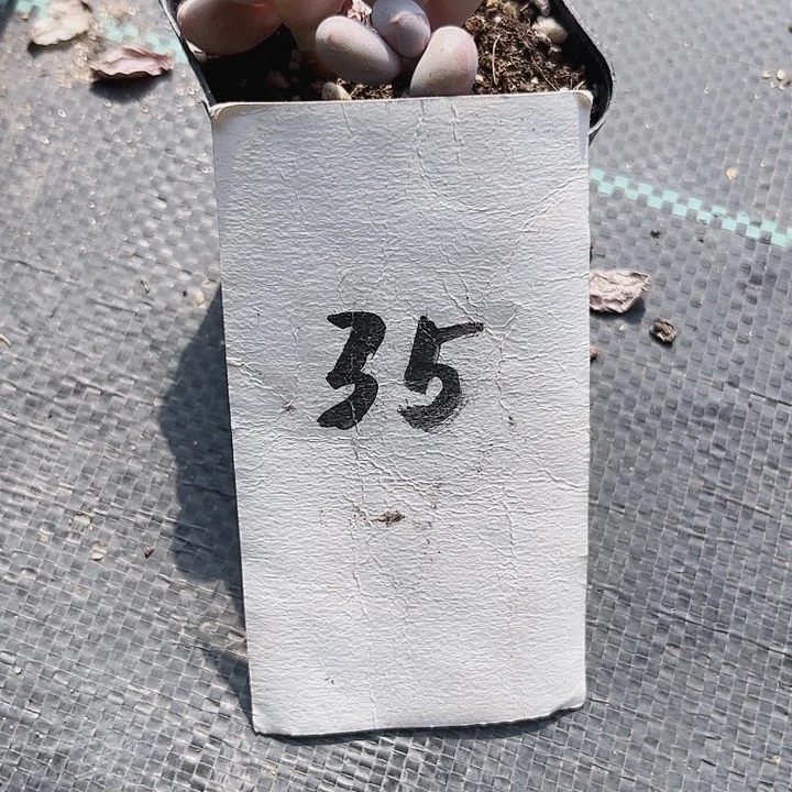 百****佳35密密麻麻密密麻麻