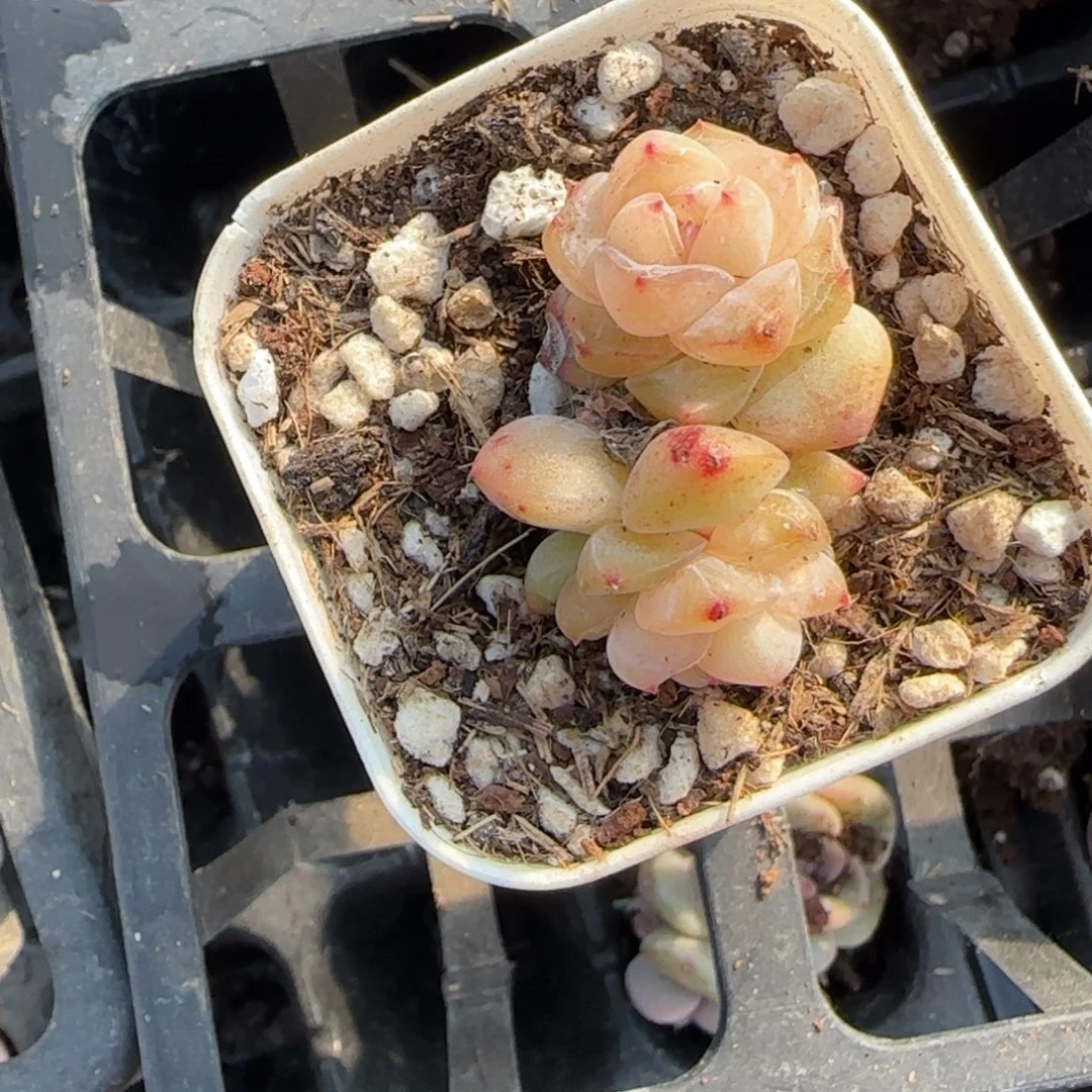 多肉小卡拉米糖心一物一拍