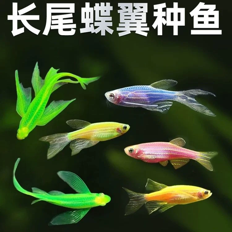 精品蝶翼斑马鱼长尾长鳍热带淡水鱼观赏好养活蝶翼滤材