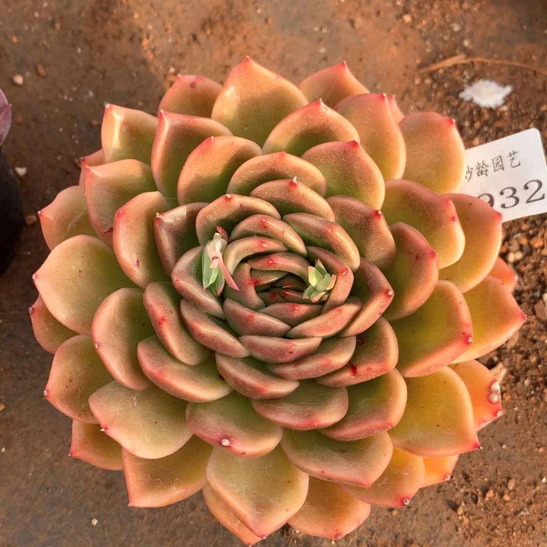 5932杂交多肉植物基地