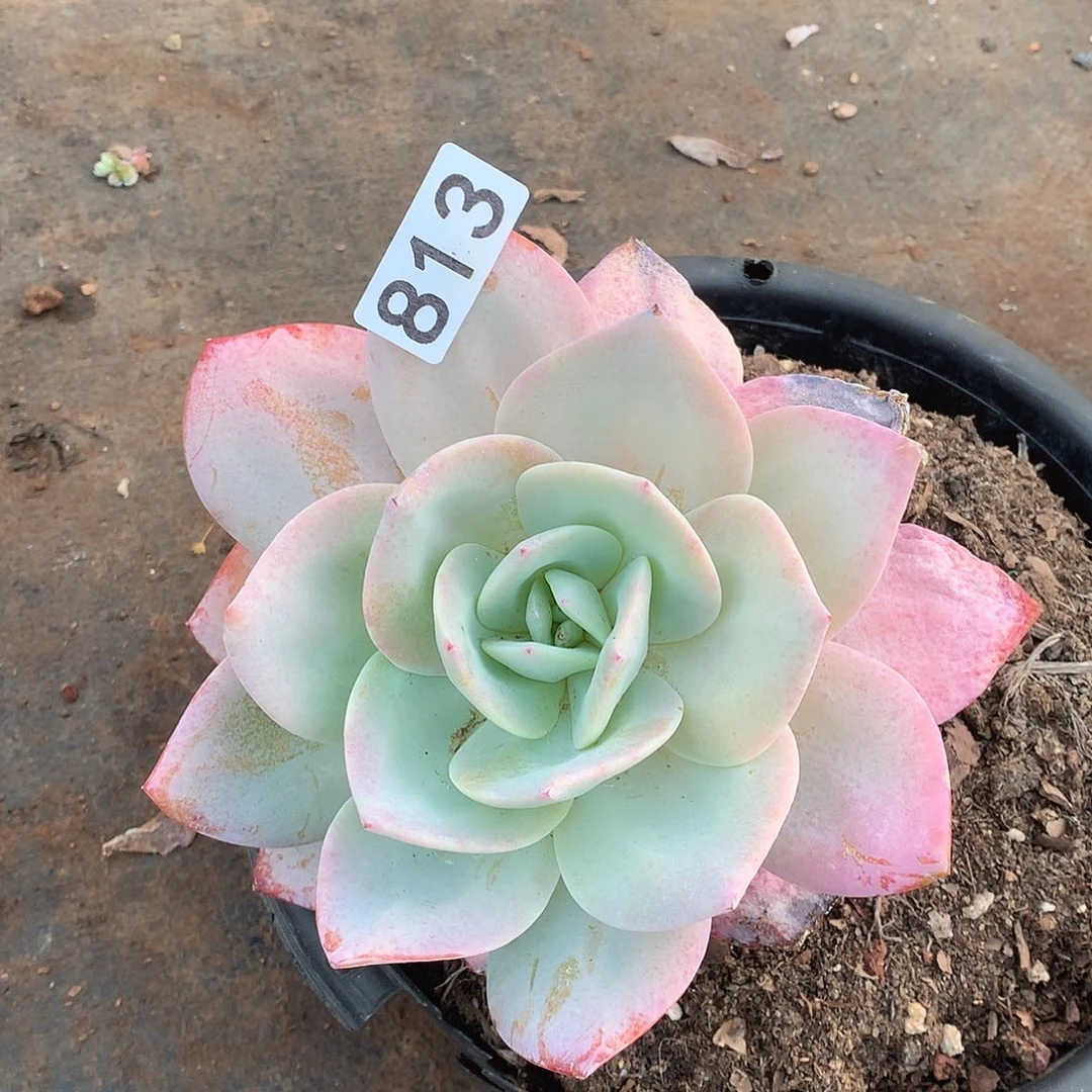 汐****813奶茶一物一拍多肉